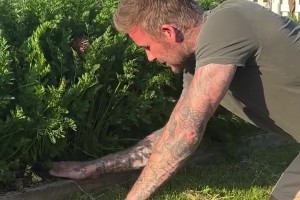 沒(méi)想到貝克漢姆種菜也這么出色，種出來(lái)的胡蘿卜都分叉了